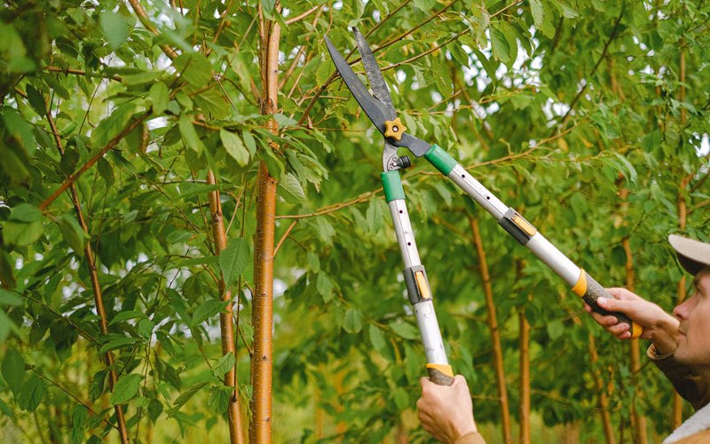 Tree trimming in Phillipsport, NY